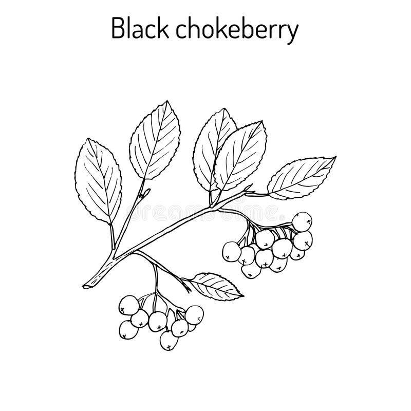 Online coloring book: Black chokeberry twig coloring page